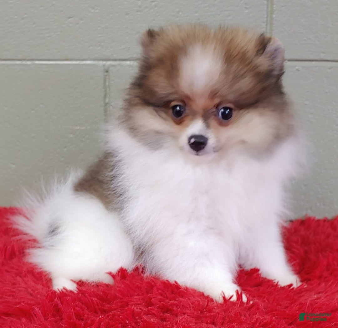 Pomeranian dogs for sale: Clark - Image 21
