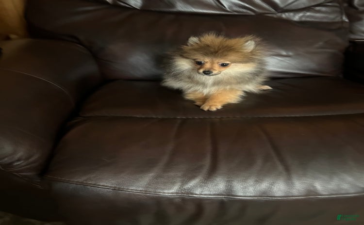 Pomeranian dogs for sale - Ad 5