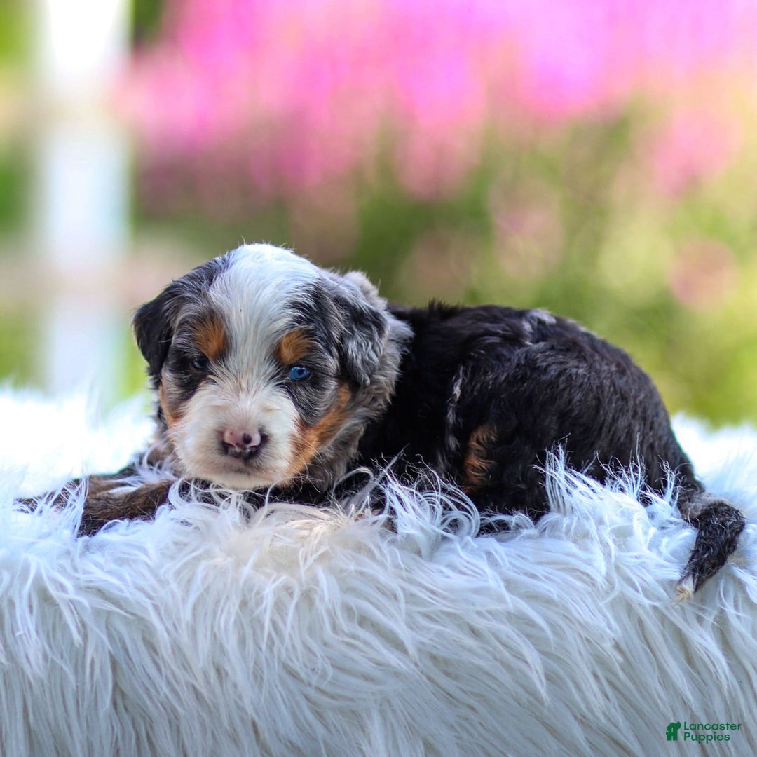 Mini Bernedoodle dogs for sale: Maverick - Image 10