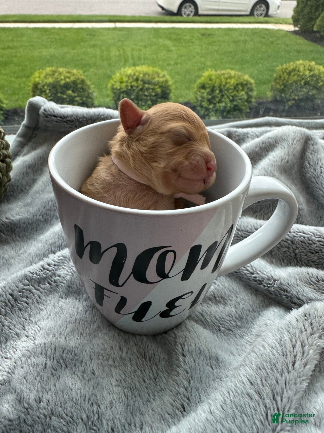 Toy Poodle dogs for sale: Nala - Image 6