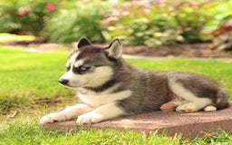 Gerberian Shepsky dogs for sale: Trax - Image 4