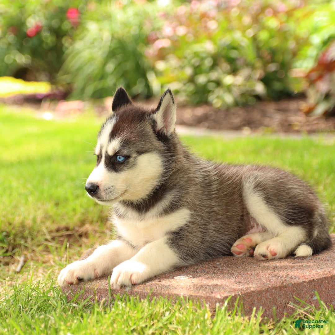 Gerberian Shepsky dogs for sale: Trax - Image 4