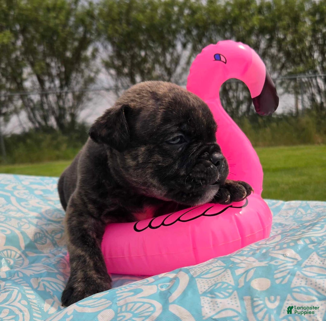 Olde English Bulldogge dogs for sale: Mel - Image 10