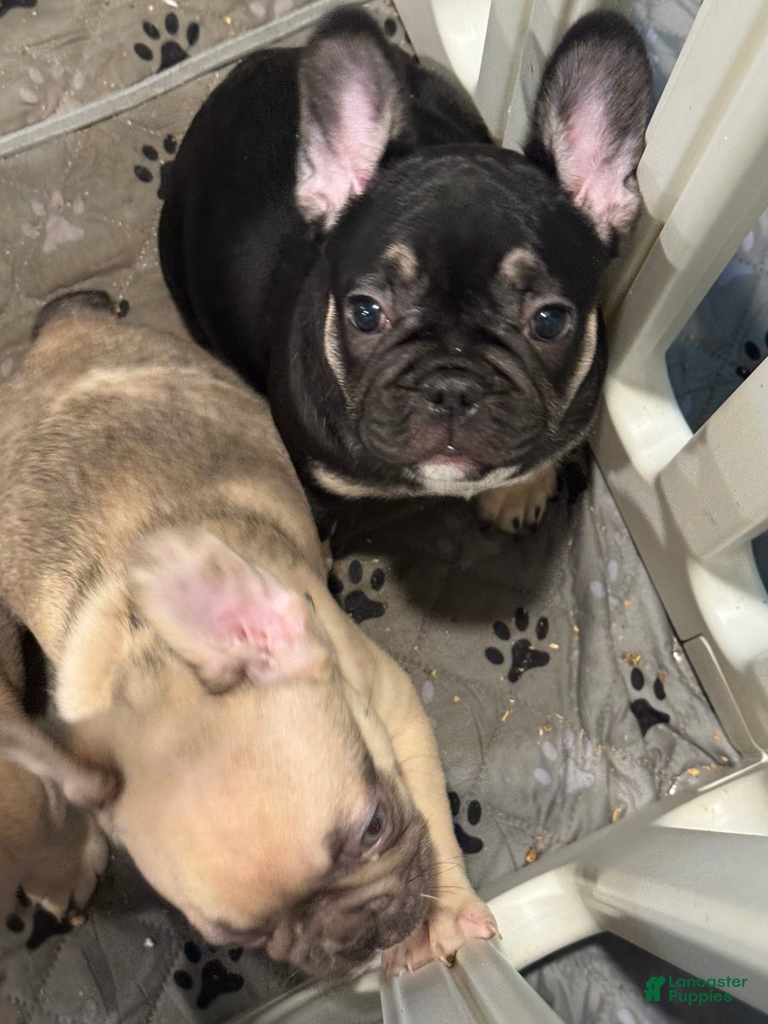 French Bulldog dogs for sale: Smokey - Image 5
