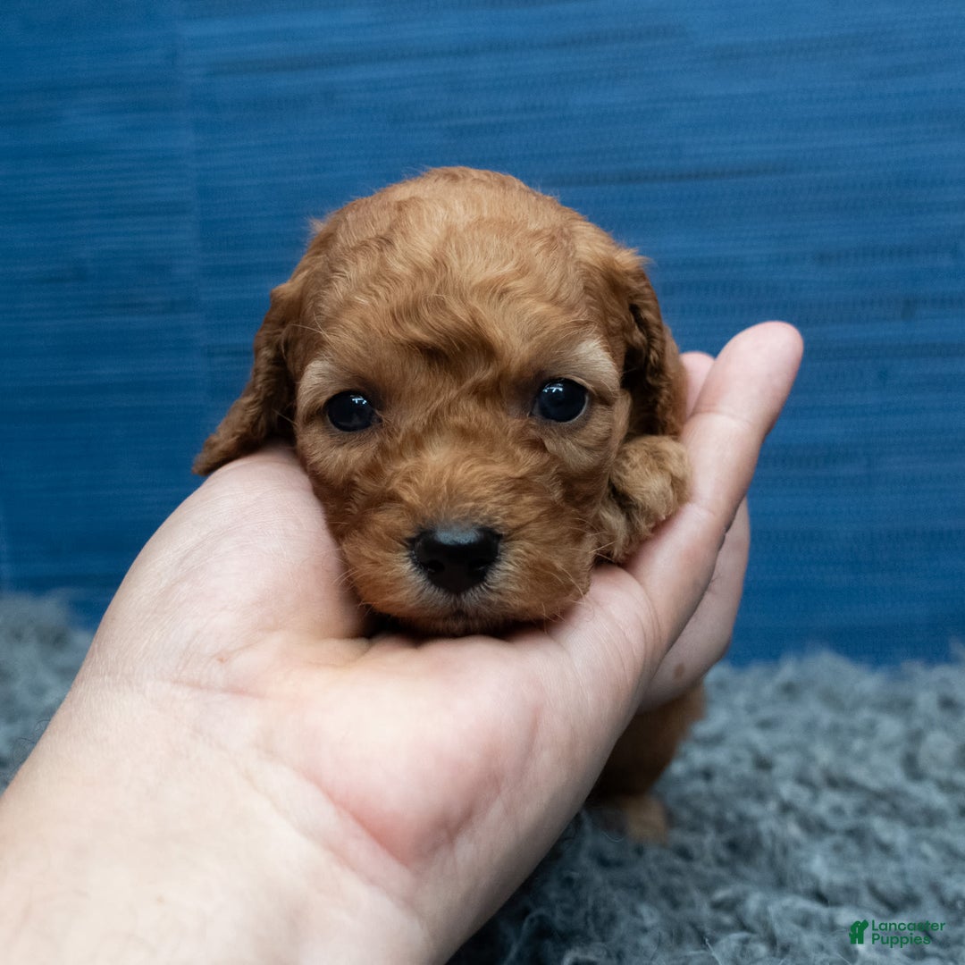 Cavapoo dogs for sale: Izaiah - Image 9