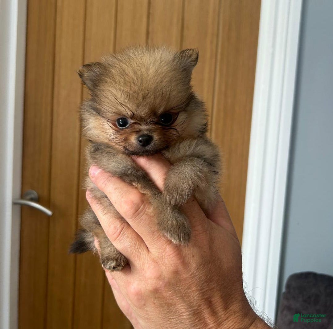 Pomeranian dogs for sale: Hilda - Image 1
