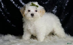 Maltipoo dogs for sale: Chucky - Image 1