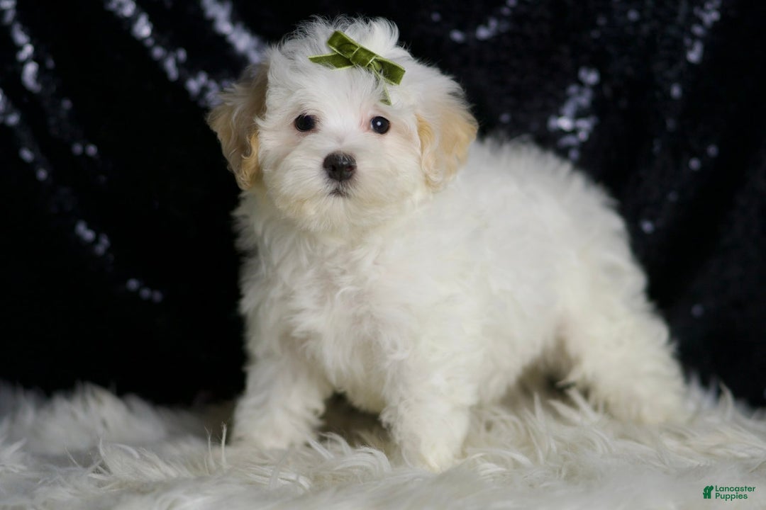 Maltipoo dogs for sale: Chucky - Image 1