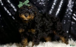 Miniature Poodle dogs for sale: Zues - Image 4