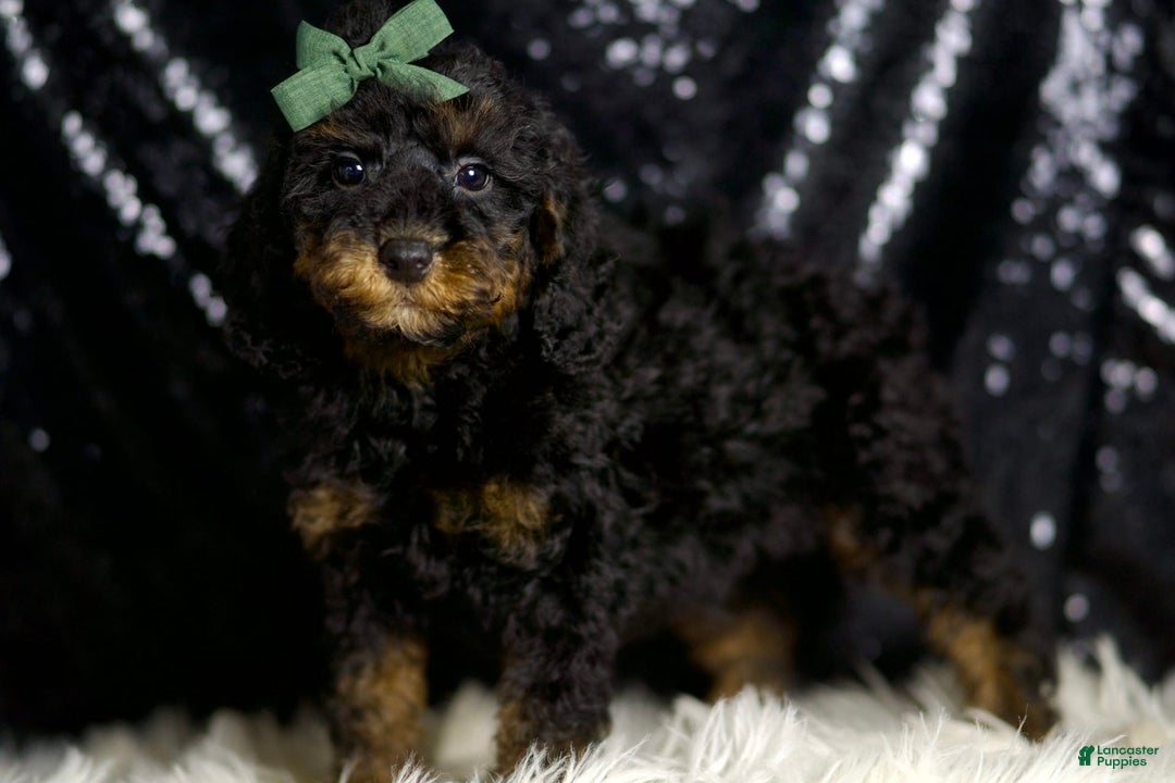 Miniature Poodle dogs for sale: Zues - Image 4