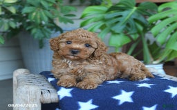 Miniature Poodle dogs for sale: Weston - Image 2