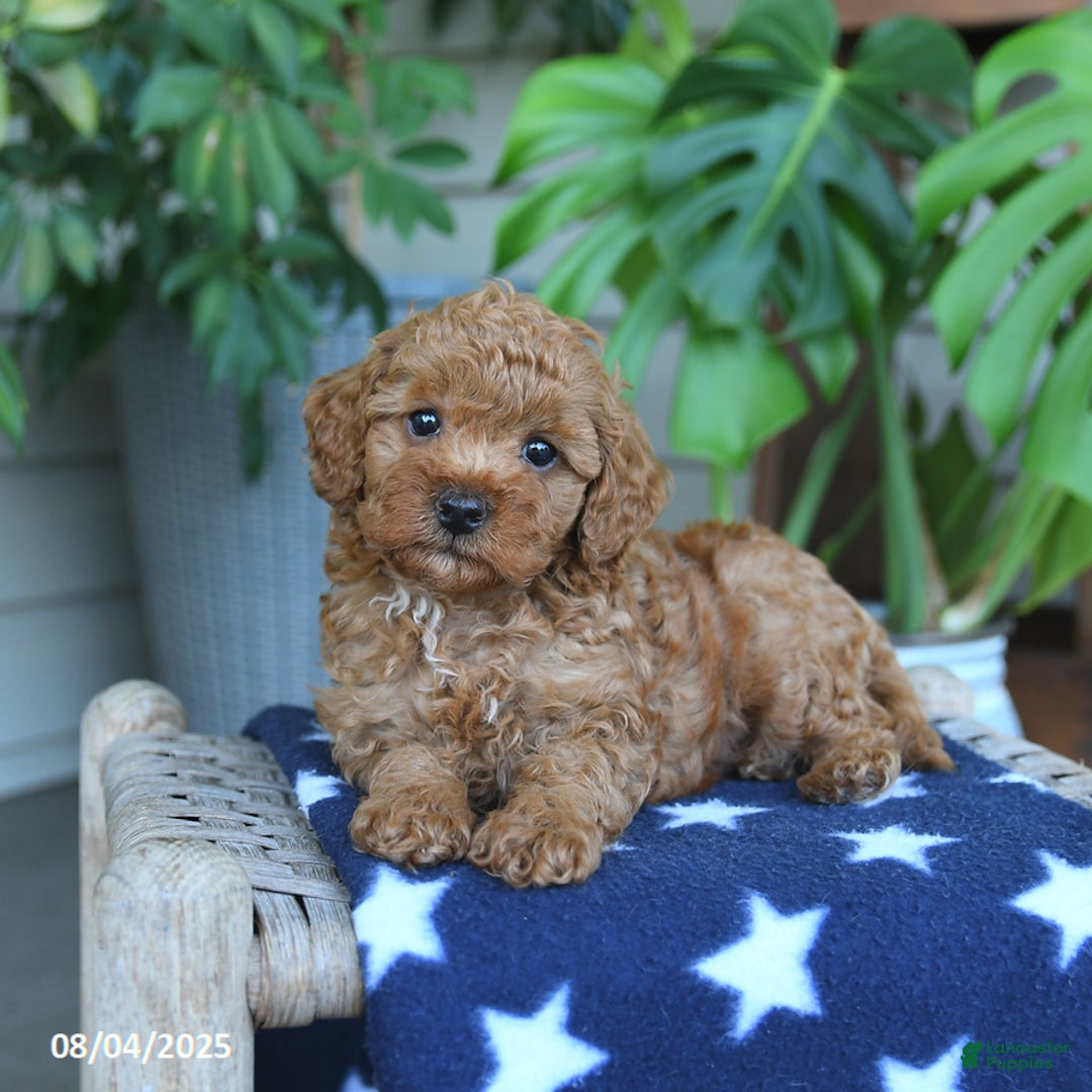 Miniature Poodle dogs for sale: Weston - Image 2