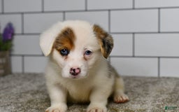 Welsh Corgi Pembroke dogs for sale: Monroe - Image 1