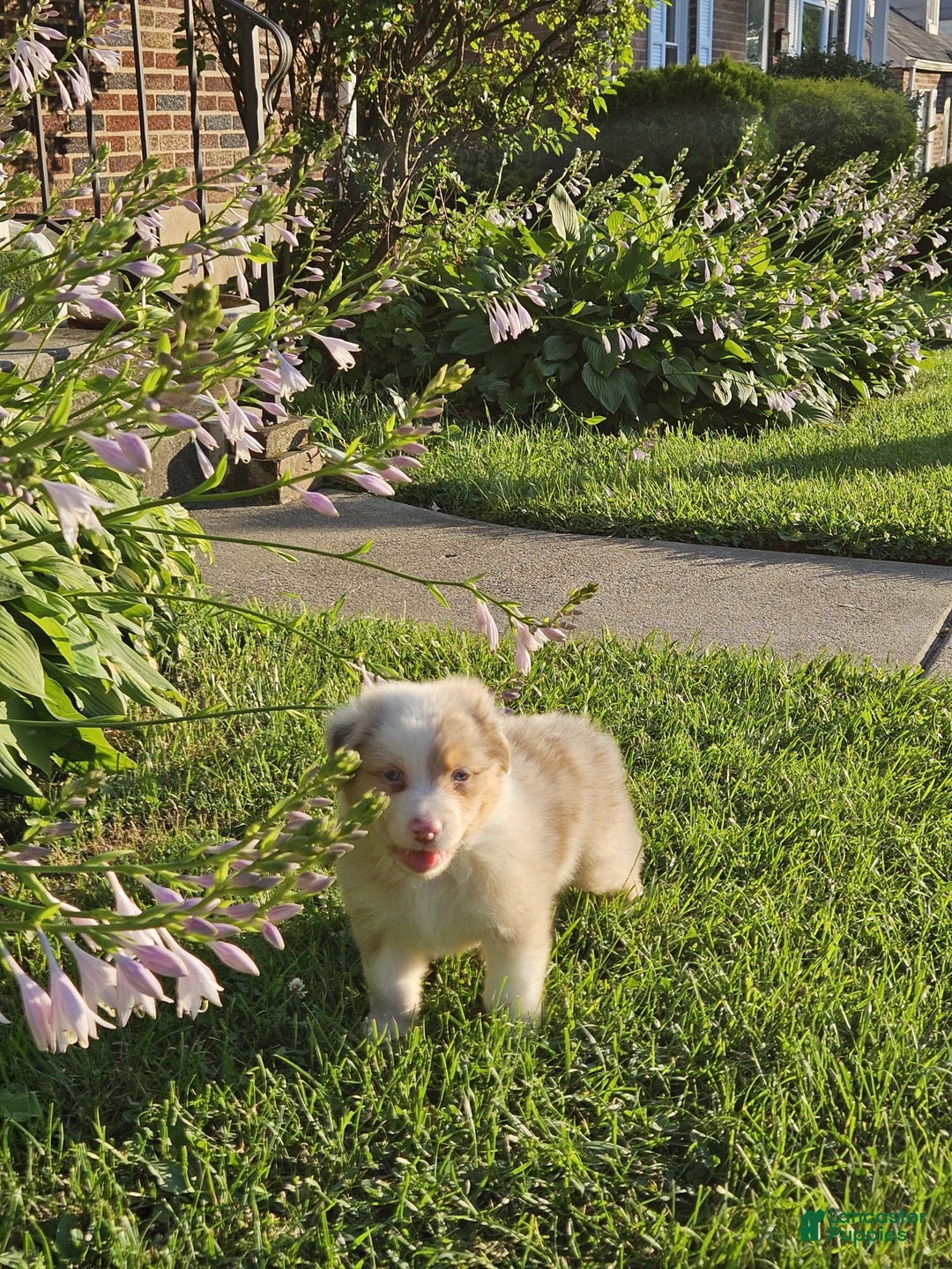Australian Shepherd dogs for sale: Mr Teddy Bear - Image 5