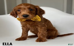 Goldendoodle dogs for sale: Ella Yellow Collar - Image 1