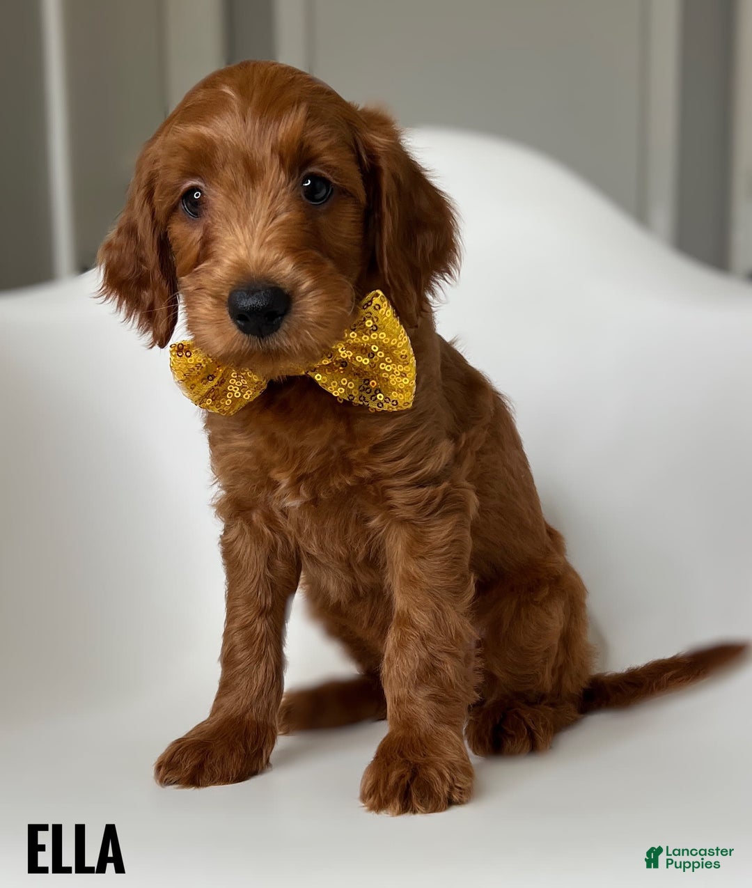 Goldendoodle dogs for sale: Ella Yellow Collar - Image 1