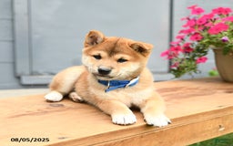 Shiba Inu dogs for sale: Rocky - Image 5