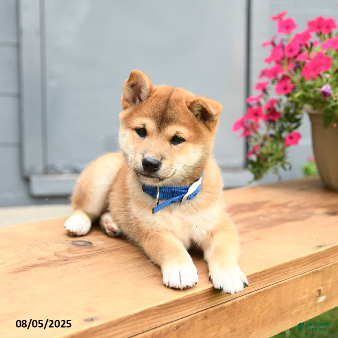 Shiba Inu dogs for sale: Rocky - Image 5