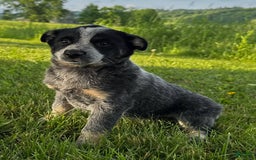 Australian Cattle Dog dogs for sale: Bae - Image 2