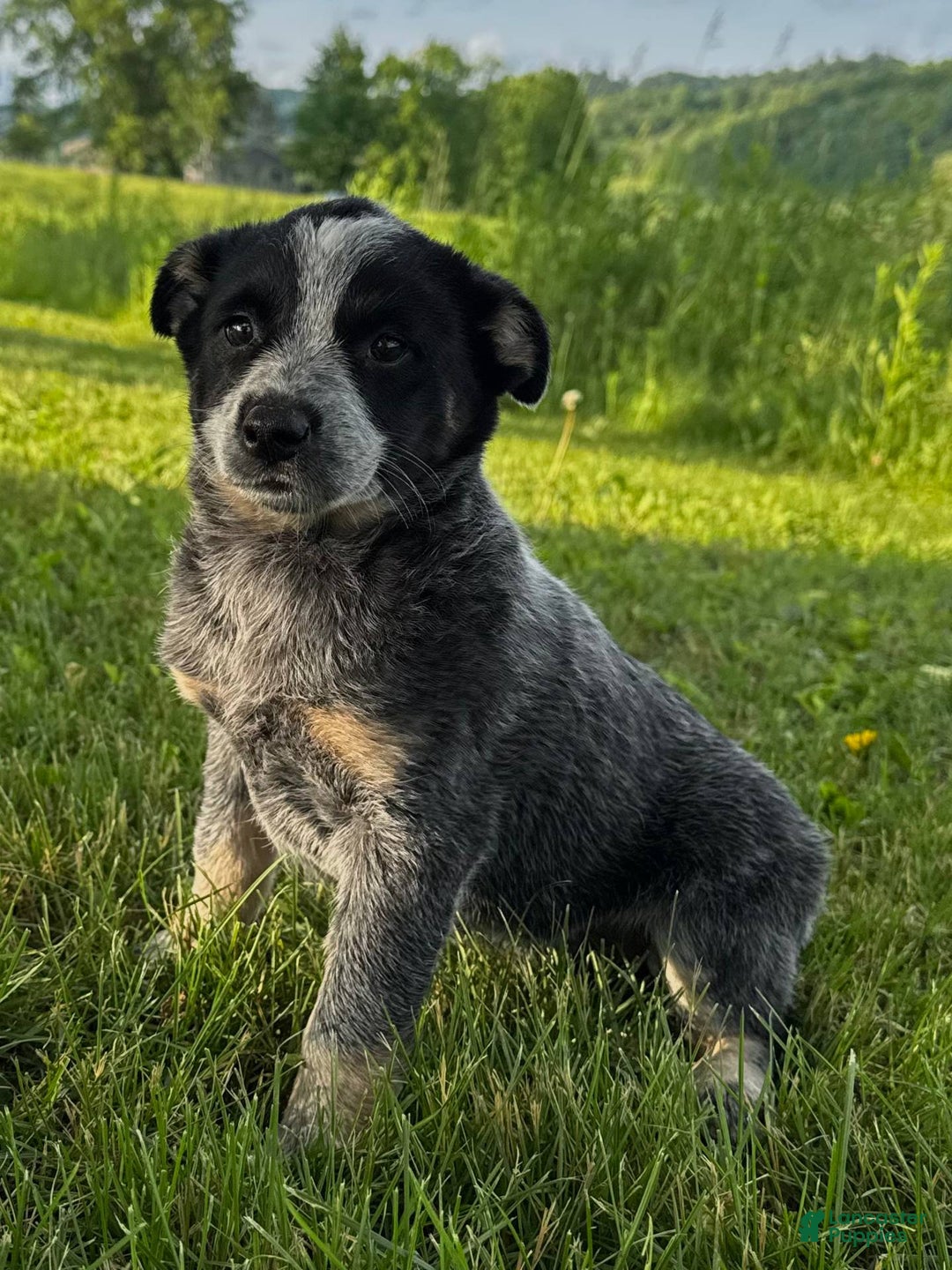 Australian Cattle Dog dogs for sale: Bae - Image 2