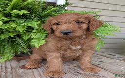 Goldendoodle dogs for sale: Dash - Image 6