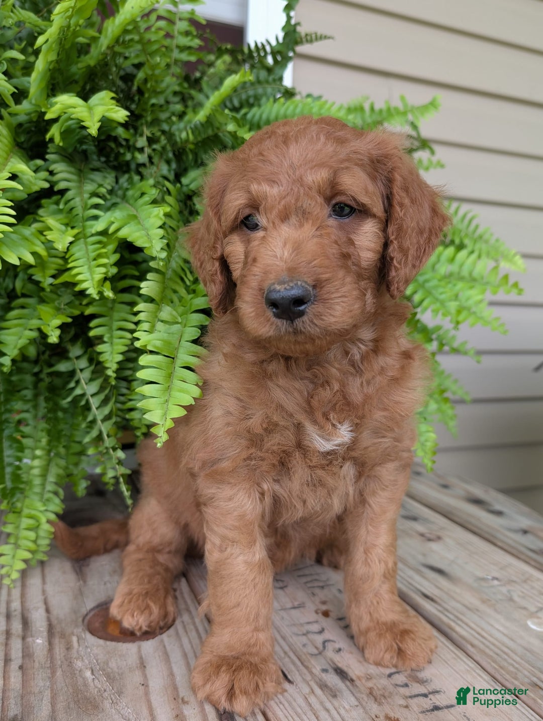 Goldendoodle dogs for sale: Dash - Image 6