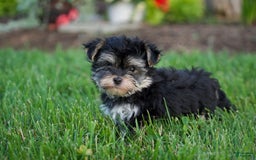Morkie dogs for sale: Teddy - Image 2