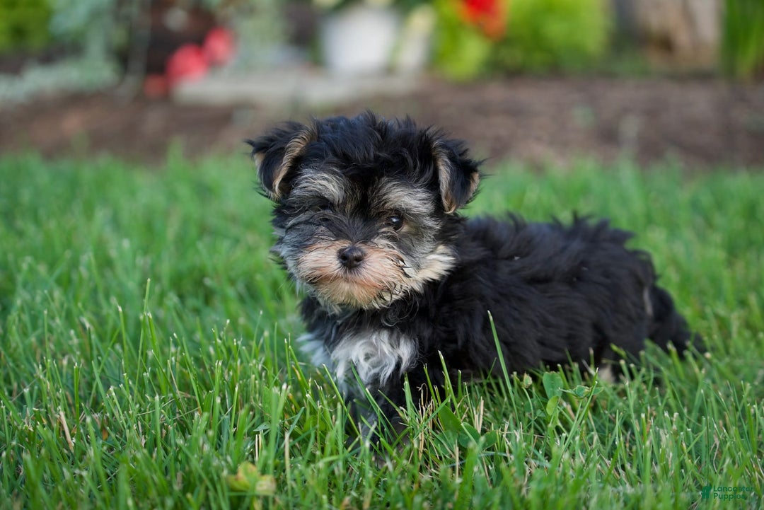 Morkie dogs for sale: Teddy - Image 2