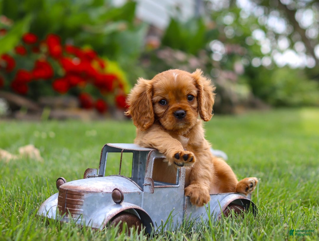 Cavalier King Charles Spaniel dogs for sale: Bradley - Image 11
