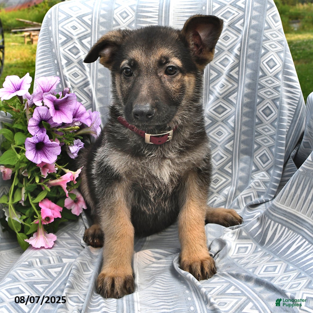 German Shepherd dogs for sale: Daffadil - Image 1