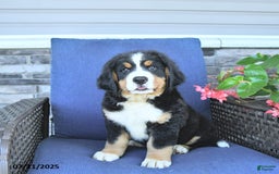 Bernese Mountain Dog dogs for sale: Marley - Image 2