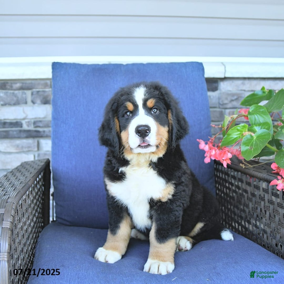 Bernese Mountain Dog dogs for sale: Marley - Image 2