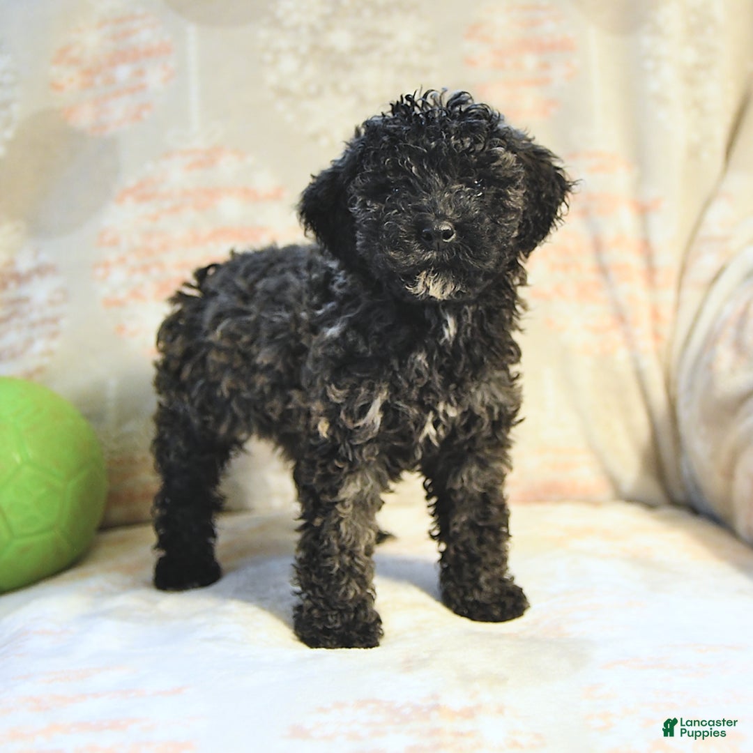 Miniature Poodle dogs for sale: Blizzard - Image 7