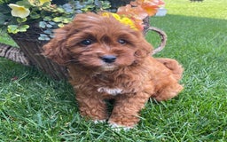 Cavapoo dogs for sale: Pixie - Image 4