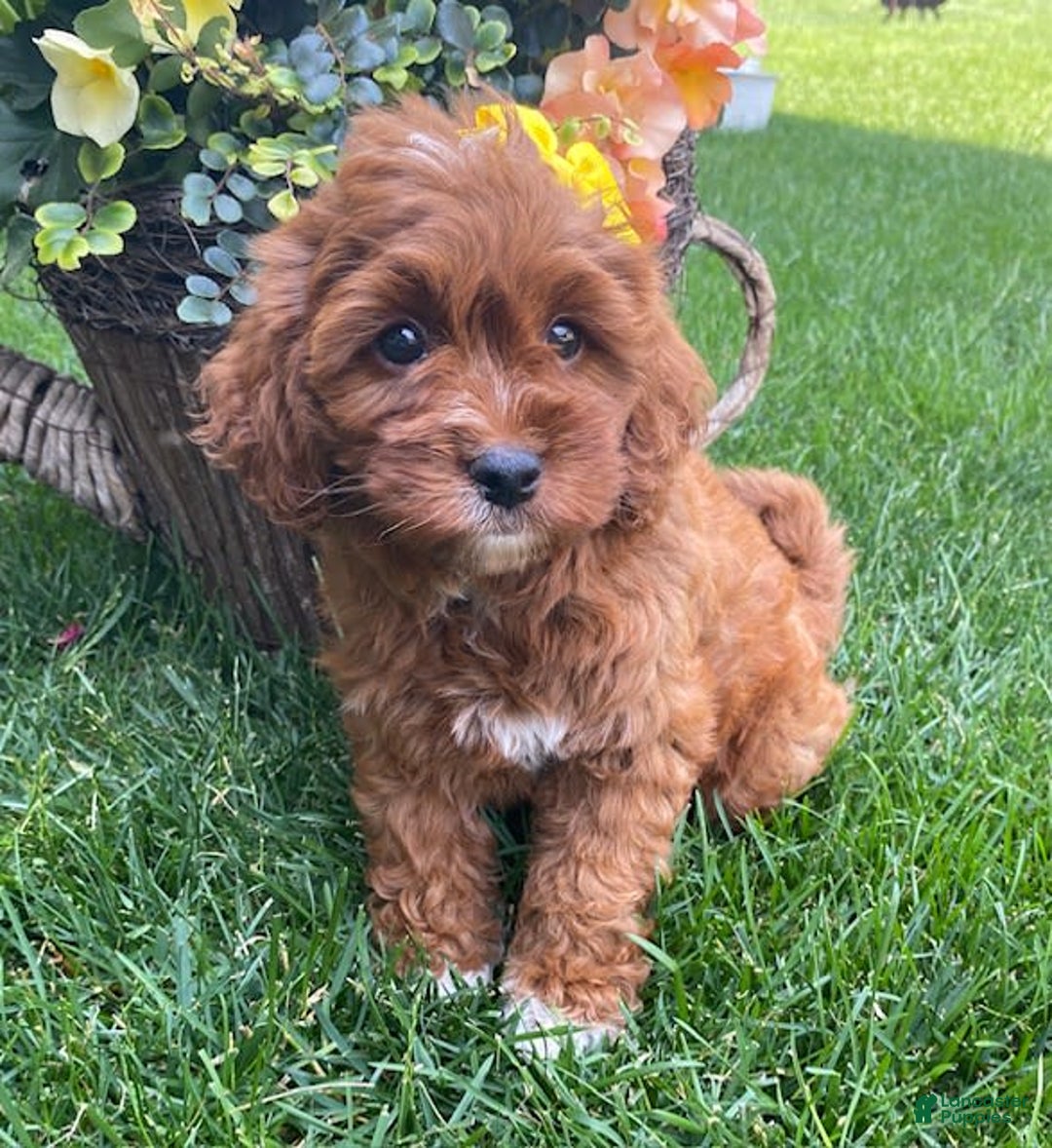 Cavapoo dogs for sale: Pixie - Image 4