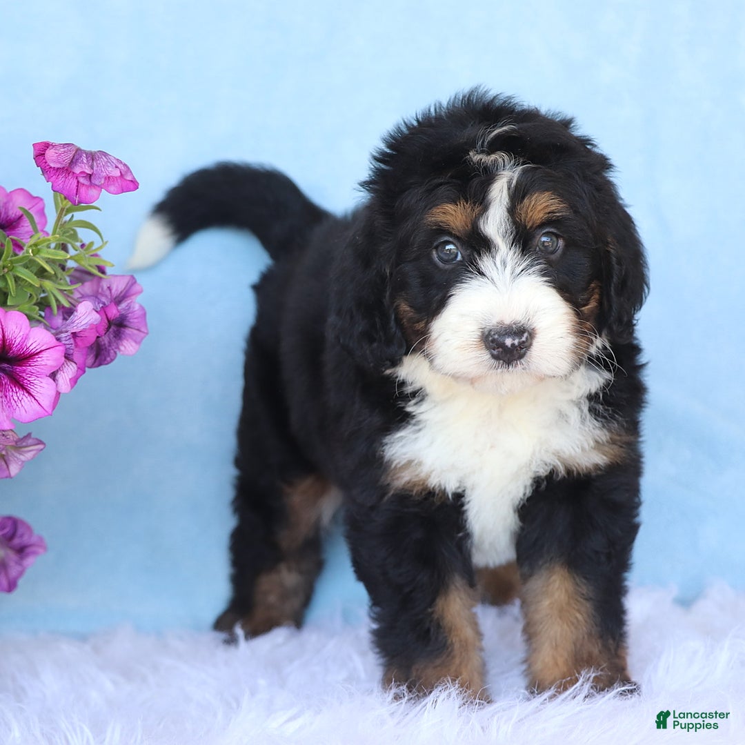 Mini Bernedoodle dogs for sale: Teddy - Image 3