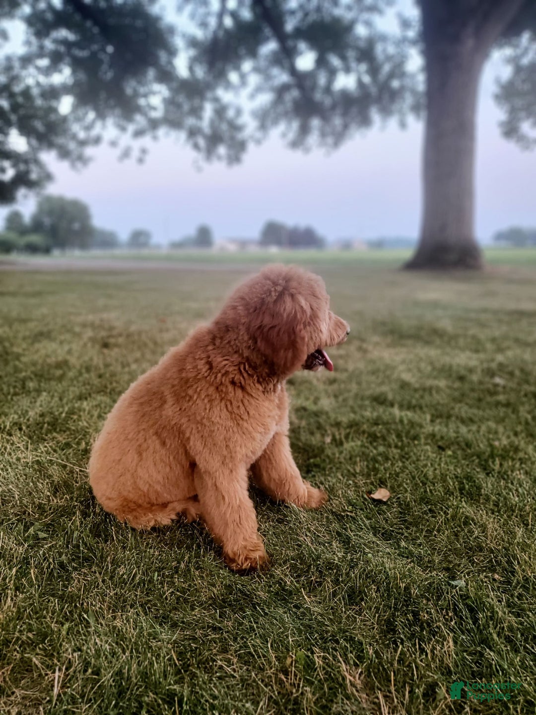 Mini Goldendoodle dogs for sale: Milo F1b - Image 38