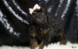 Miniature Poodle dogs for sale: Trinity - Image 5