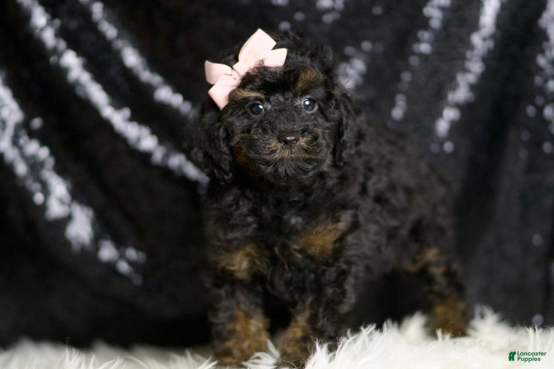 Miniature Poodle dogs for sale: Trinity - Image 5