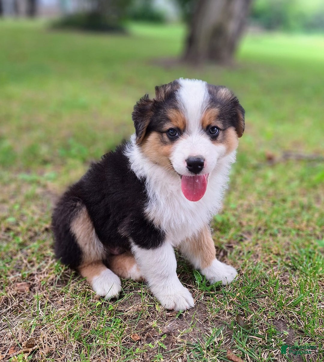 Australian Shepherd dogs for sale: Nate - Image 12
