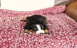 Greater Swiss Mountain Dog dogs for sale: Hunter - Image 2
