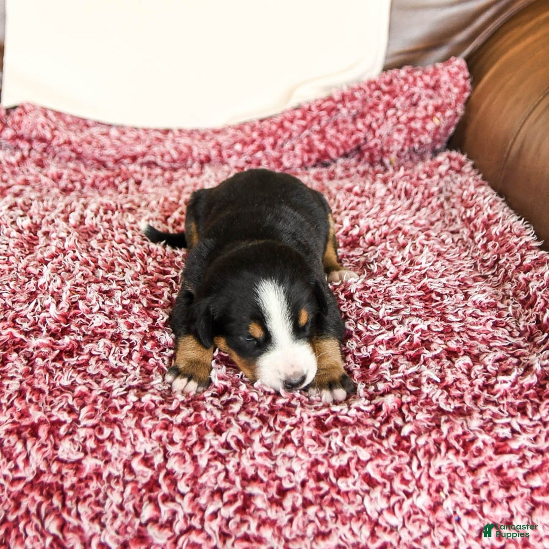 Greater Swiss Mountain Dog dogs for sale: Hunter - Image 2