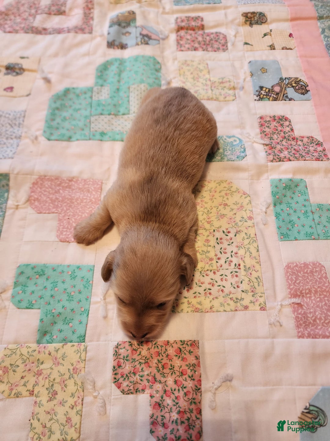 Miniature Dachshund dogs for sale: Chase - Image 14
