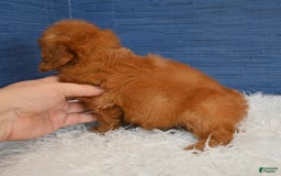 Cavapoo dogs for sale: Jacoby - Image 5