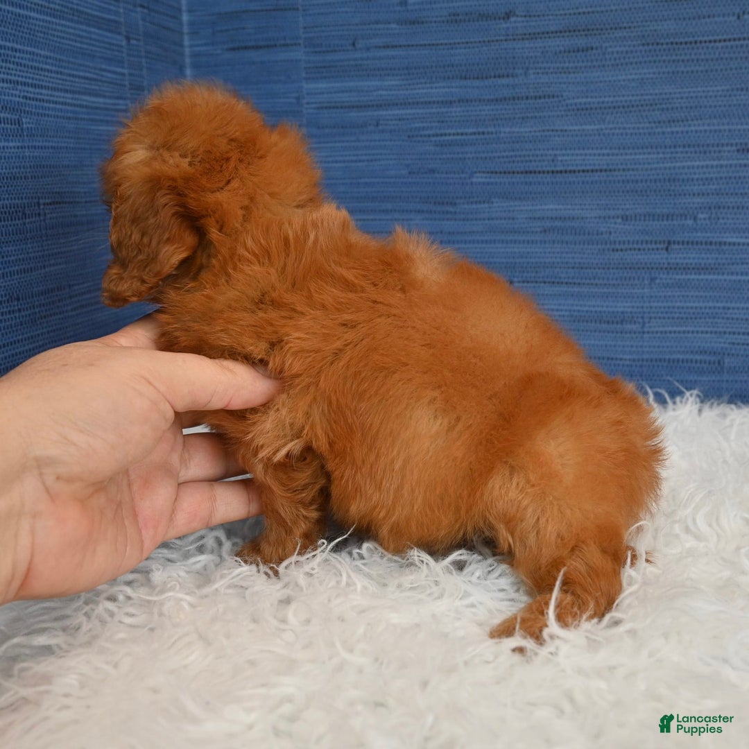 Cavapoo dogs for sale: Jacoby - Image 5