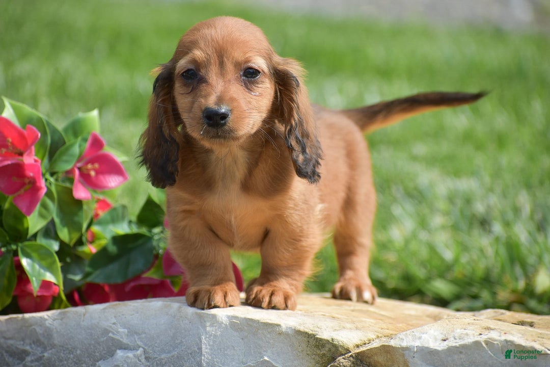 Miniature Dachshund dogs for sale: Dallas - Image 1