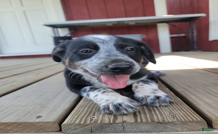 Australian Cattle Dog dogs for sale - Ad 4