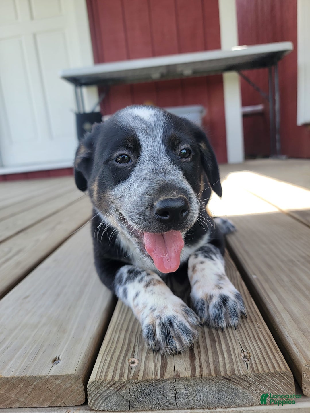 Australian Cattle Dog dogs for sale: Australian Cattle Dog 7 puppies - Image 4