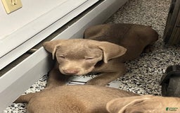 Labrador Retriever dogs for sale: Silver Male 1 - Image 1