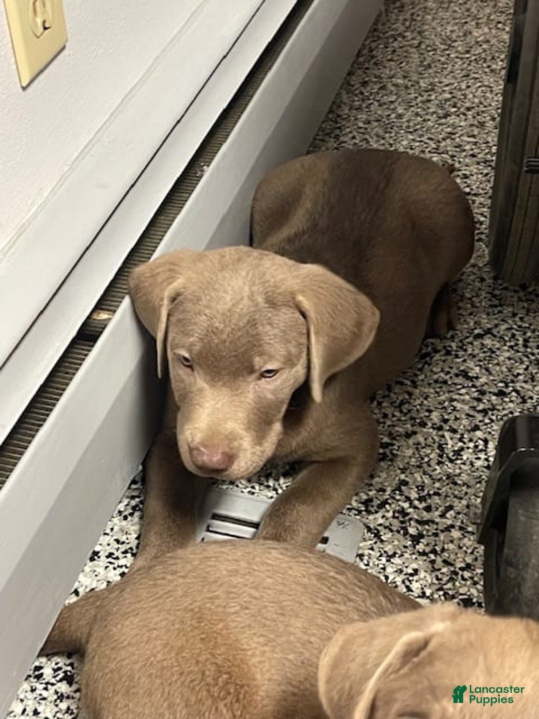 Labrador Retriever dogs for sale: Silver Male 1 - Image 1